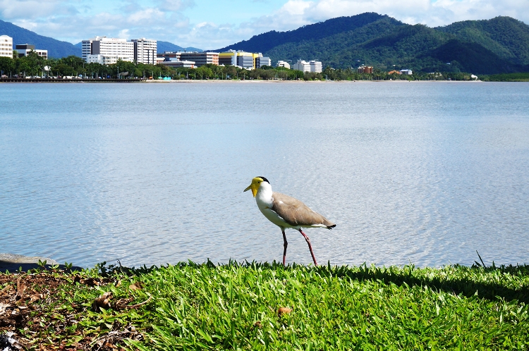 bird, Cairns, Australia, Euriental