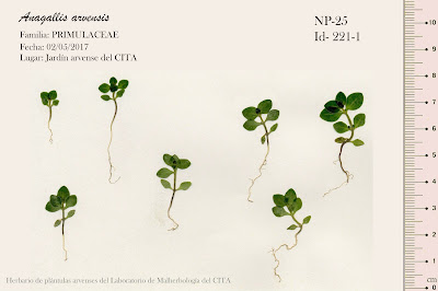 Anagallis arvensis