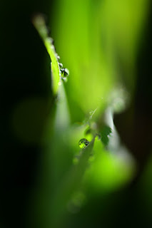 dew drops on lemongrass