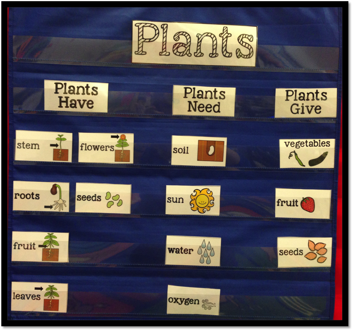 All About Plants Time 4 Kindergarten