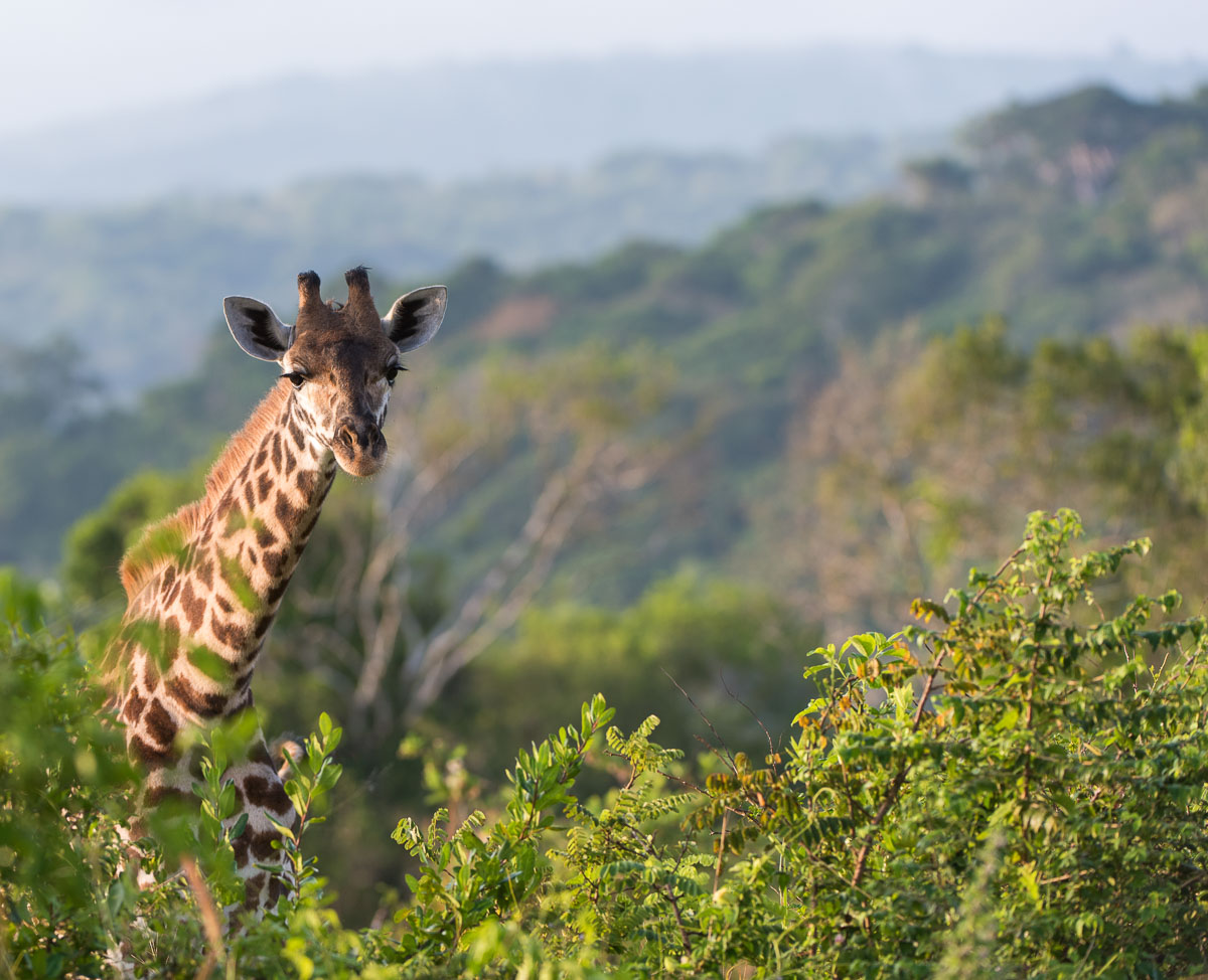 Amboseli, Kenia, Lanschaft, Wolken, Afrika, Nature, Nikon, D750, Objektiv AF-S NIKKOR 20 mm 1:1,8G ED, Safari, Giraffen, Wildlife Photography, 