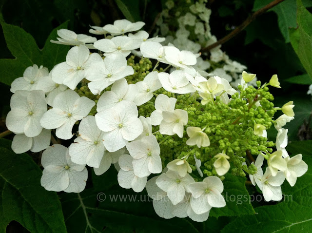oakleaft hydrangeas - white flowers photo