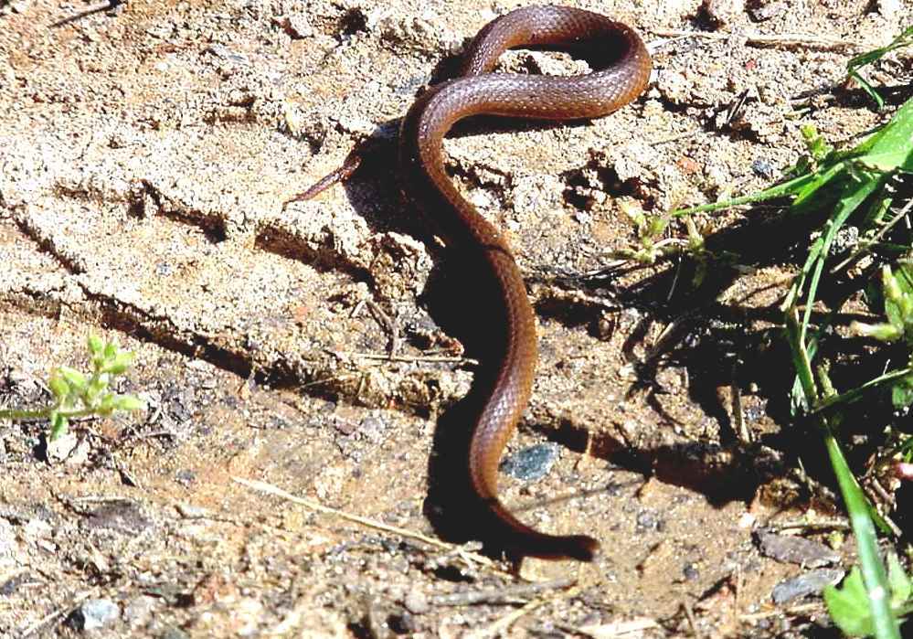 List Of Snakes Of South Carolina - Venomous Snakes In South Carolina