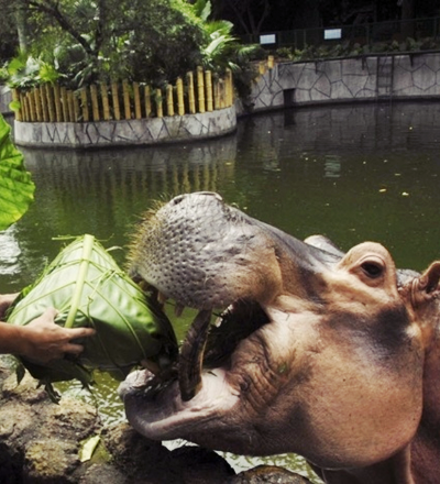 Curiosidades sobre os hipopótamos - Sorriso na Web