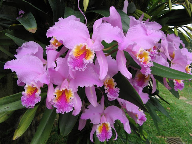 莫西埃原种卡特兰（Cattleya_mossiae）