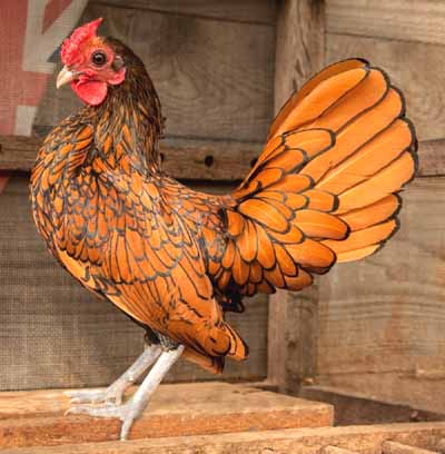 Cara Mudah Ternak Ayam Batik Kanada, Agar Produksi Banyak dengan Cepat 7 Ayam batik kanada yang berkualitas Jual Ayam Hias Ayam Batik Kanada Jantan dengan usia remaja dan dalam beberapa waktu lagi siap produksi