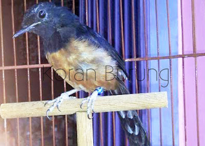 Perawatan Pada Burung Murai Batu Yang Mabung / Molting / Ngurak Unggas akan mengalami siklus wajib pergantian Perawatan Pada Burung Murai Batu Yang Mabung / Molting / Ngurak