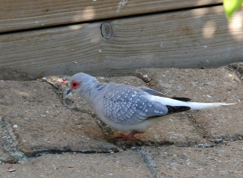 Inutile pour les uns indispensable pour les autres ! ! Un oiseau gris blanc à la recherche de
