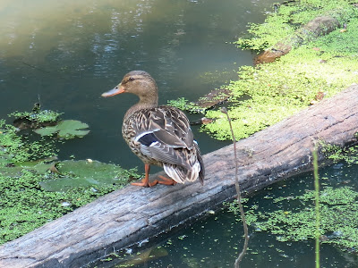 Mrs. Mallard, Yesterday, May 27, 2016, 3:00:27 PM