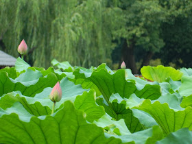Flower Harbor Park West Lake Hangzhou lotus buds by garden muses-a Toronto gardening blog