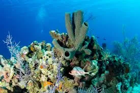 Cayman Reef live