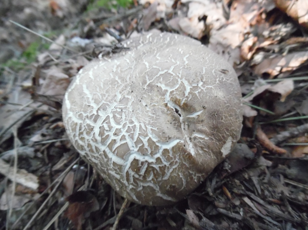 Funghi In Toscana Alla Prossima Pioggia