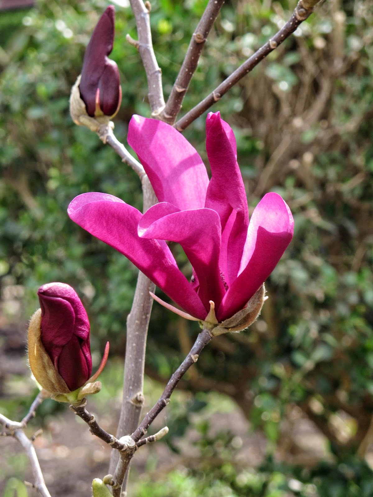 En el jardin: en el jardin hoy