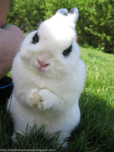 Sweet bunny.