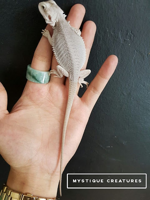 [Het Zero Bearded Dragon image]