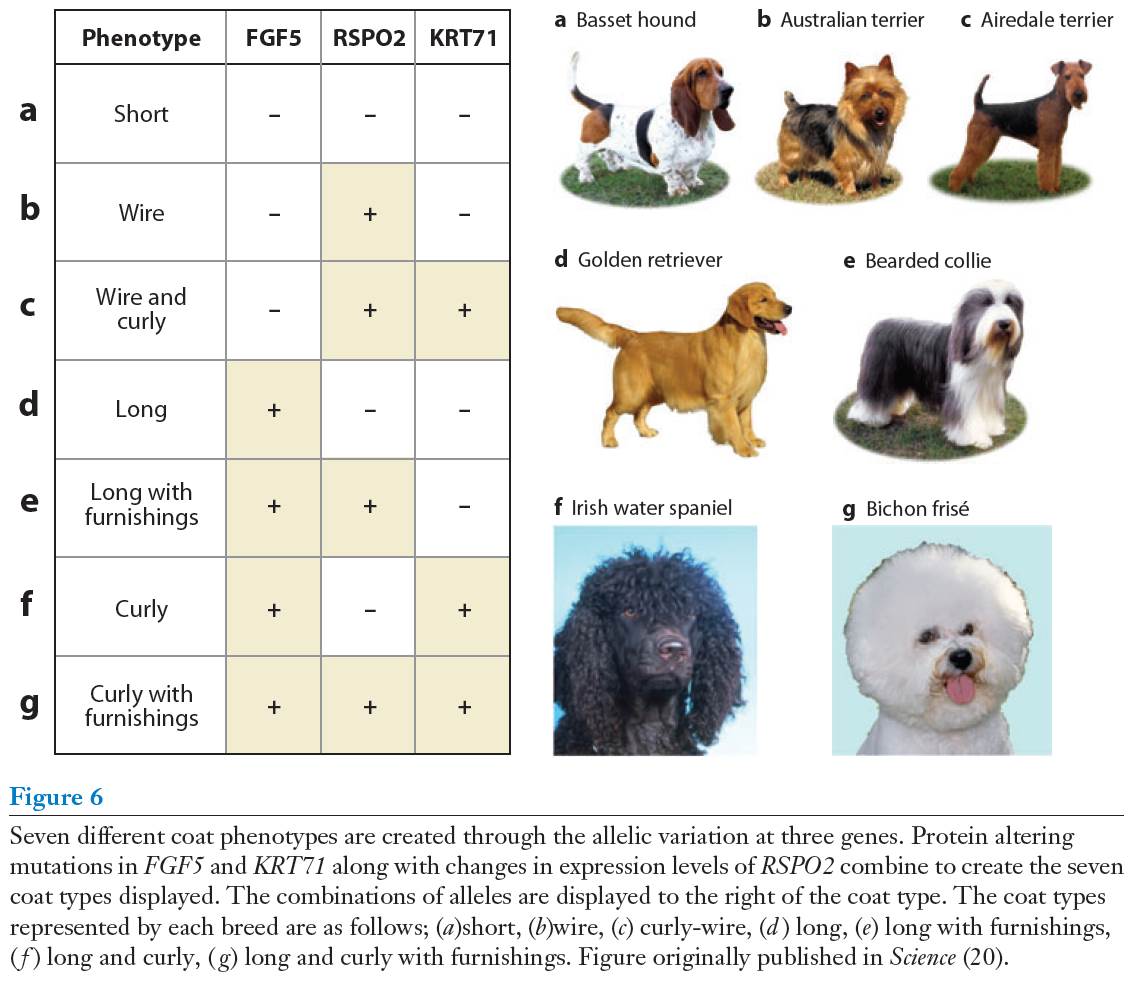 The Mermaid's Tale: My dogs' evolutionary history. Part 2: Results