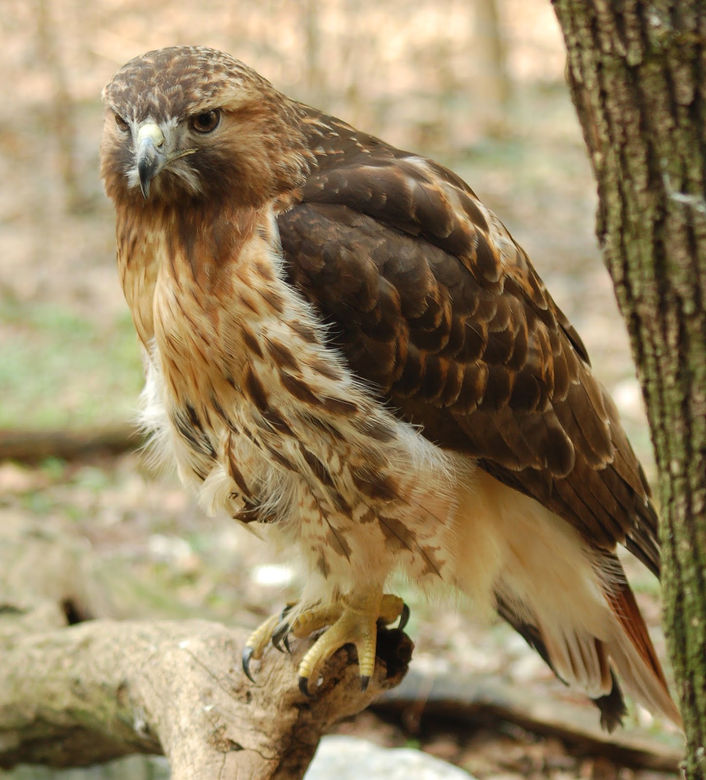 Top 98+ Images photos of red tail hawks Excellent