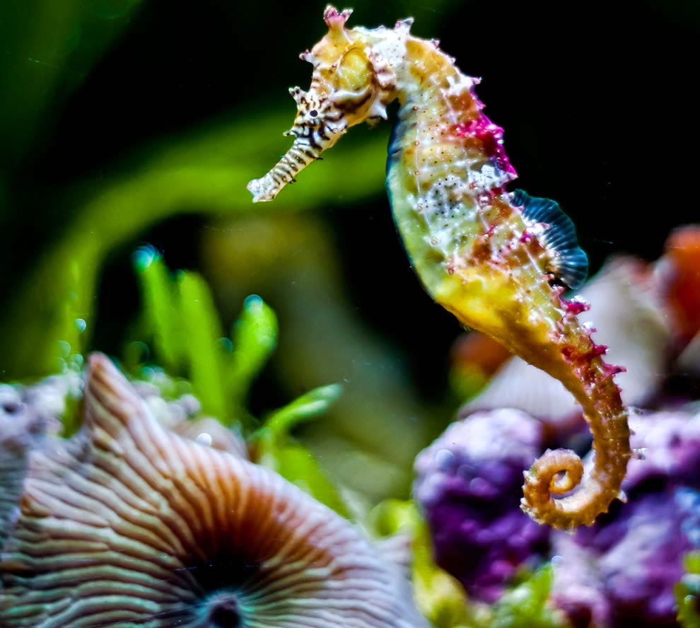 Realistic Seahorse Coloring Pages For Adult