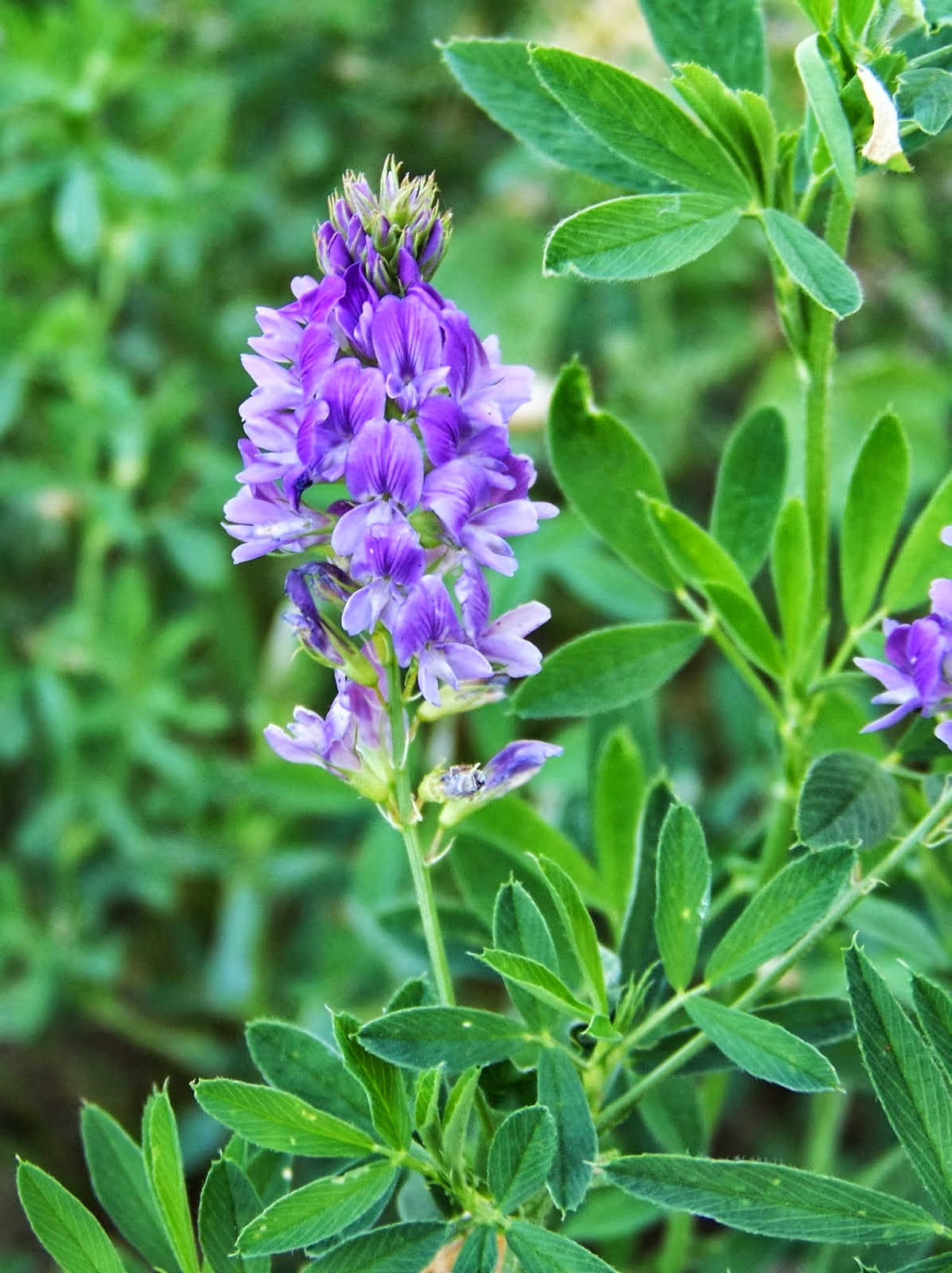 Alfalfa Tea Benefits Healthy Tea 101