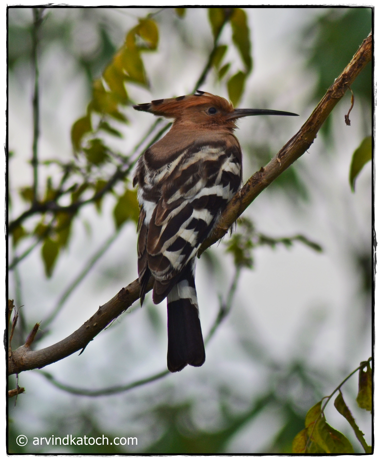 Hoopoe Pictures and Detail (Upupa epops) A Colorful Bird with a Crown