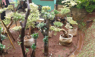 JUAL POHON BONSAI, TANAMAN BONSAI Jual Pohon Bonsai Beringin Korea,Jual Pohon Bonsai Cemara Udang,Jual Pohon Bonsai Anting Putri,Jual Pohon Bonsai Melati Yasmin,Jual Pohon Bonsai Murah,Jual aneka Jenis Pohon Bonsai.