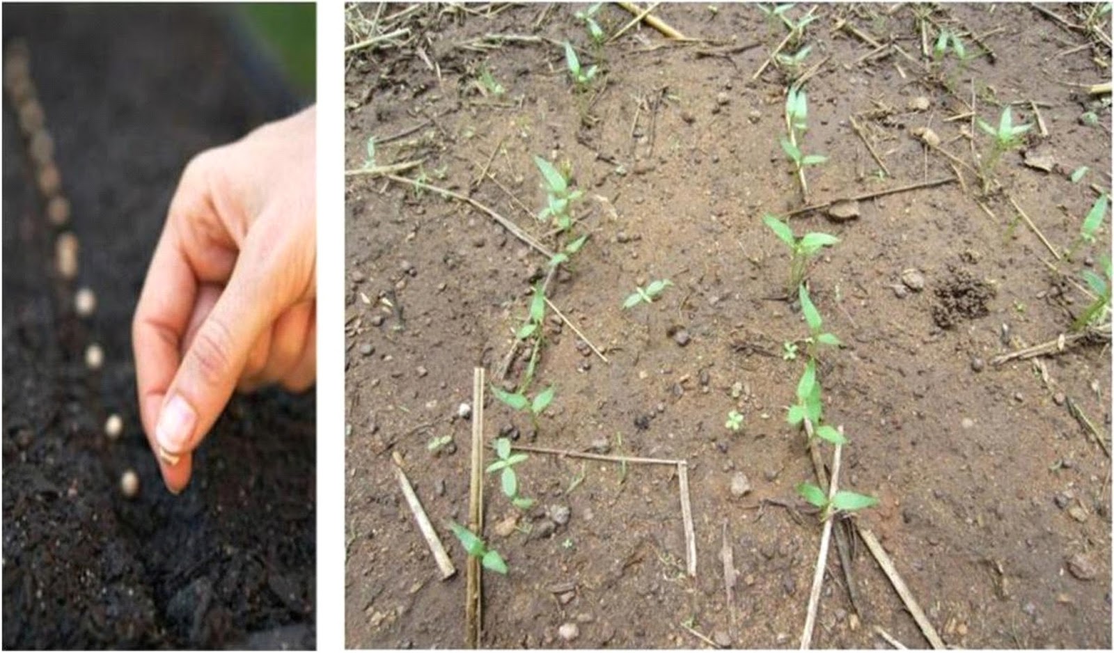 A TO Z OF HOW TO RAISE TOMATO NURSERY (PART ONE) HYBRID VEGGIES