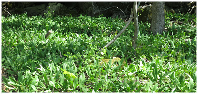The Foraged Foodie: Foraging: Identifying and Sustainably Harvesting Ramps