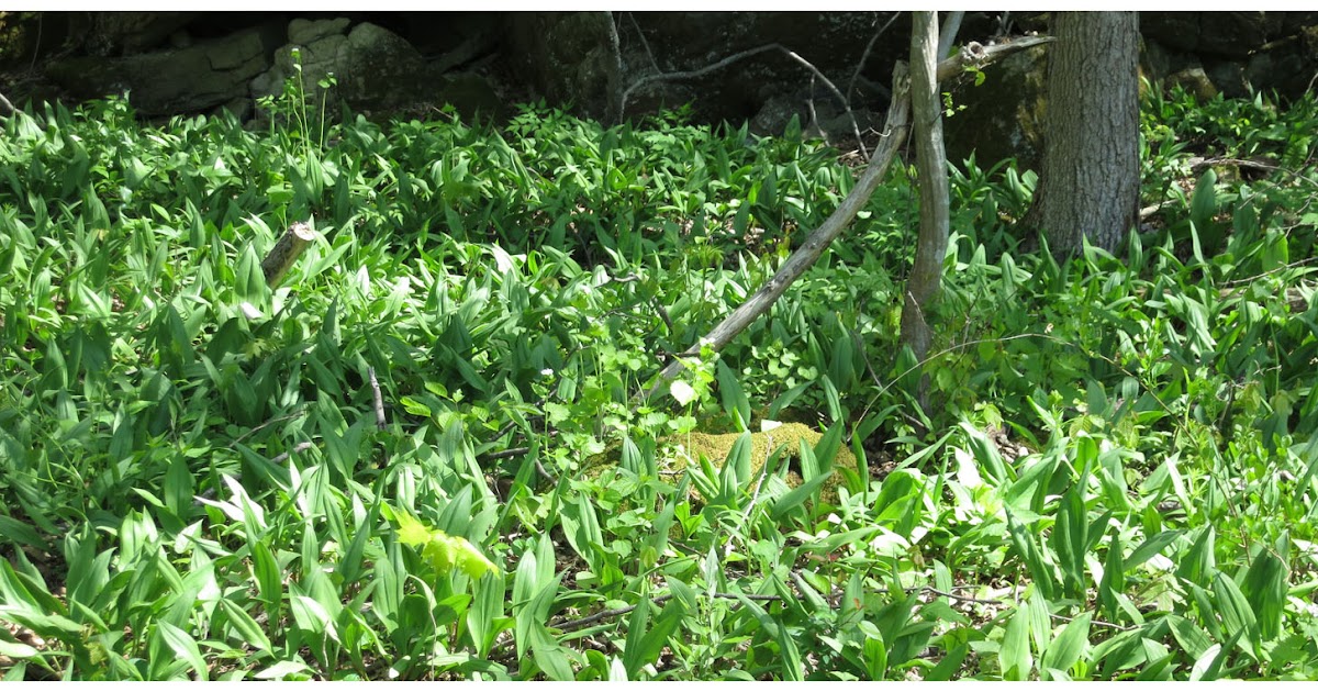 The Foraged Foodie Foraging Identifying and Sustainably Harvesting Ramps