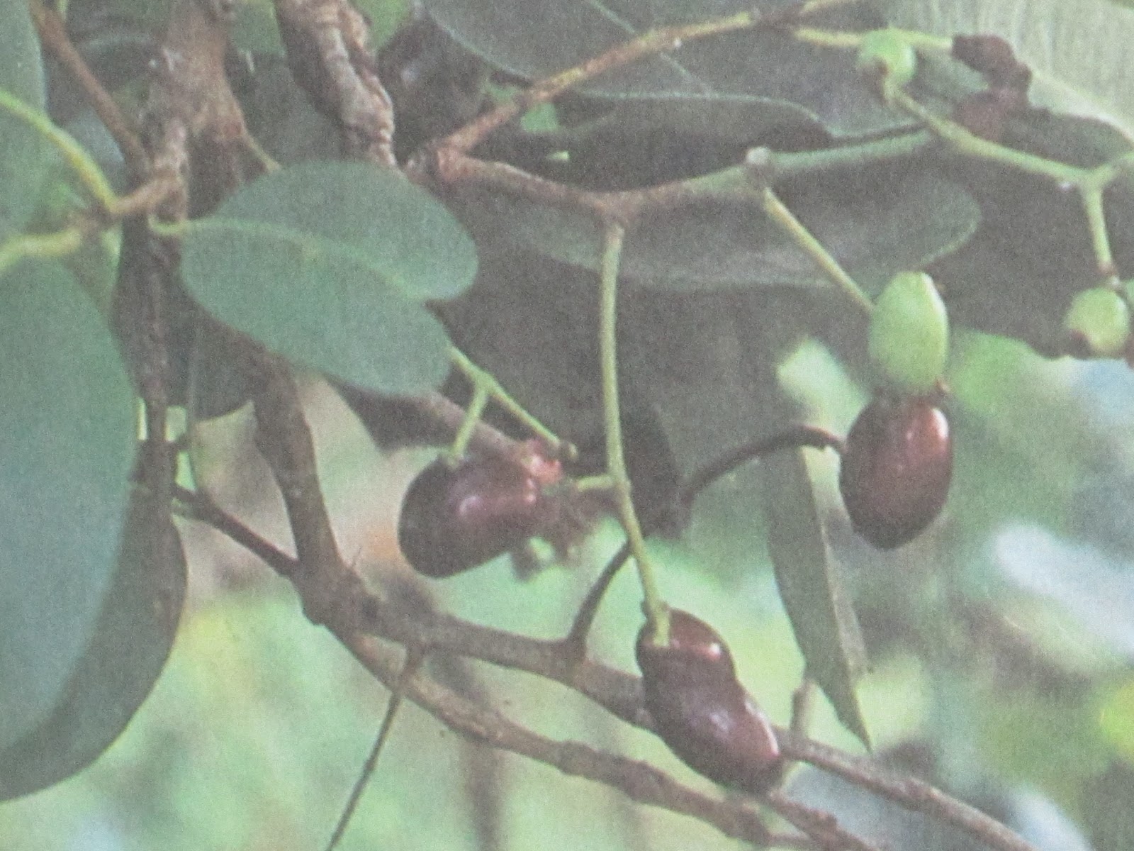 herbal leaves, herbal medicine plants and treatments Black Plum, Duhat