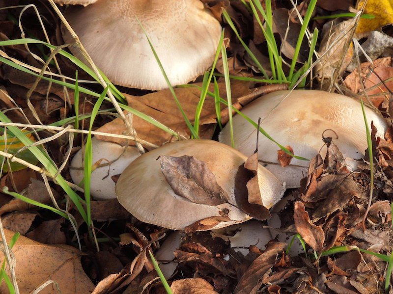 Mushrooms after a December Rain, © B. Radisavljevic