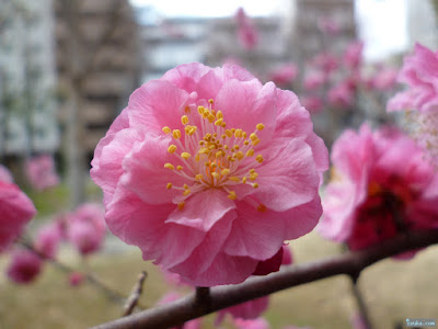 神津神社梅の花 神津神社梅の花