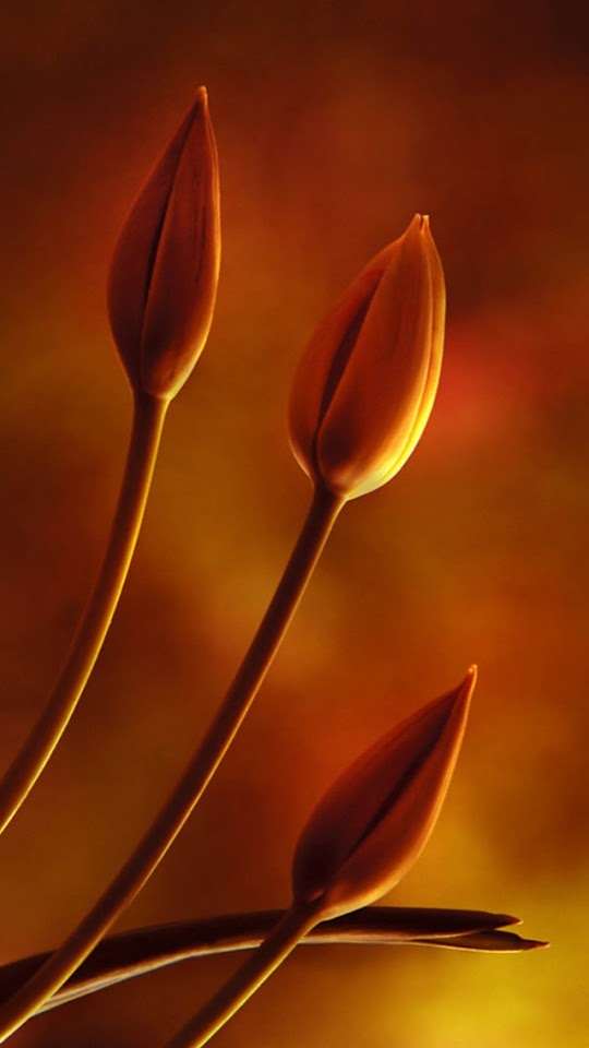   Closed Tulip Buds   Galaxy Note HD Wallpaper