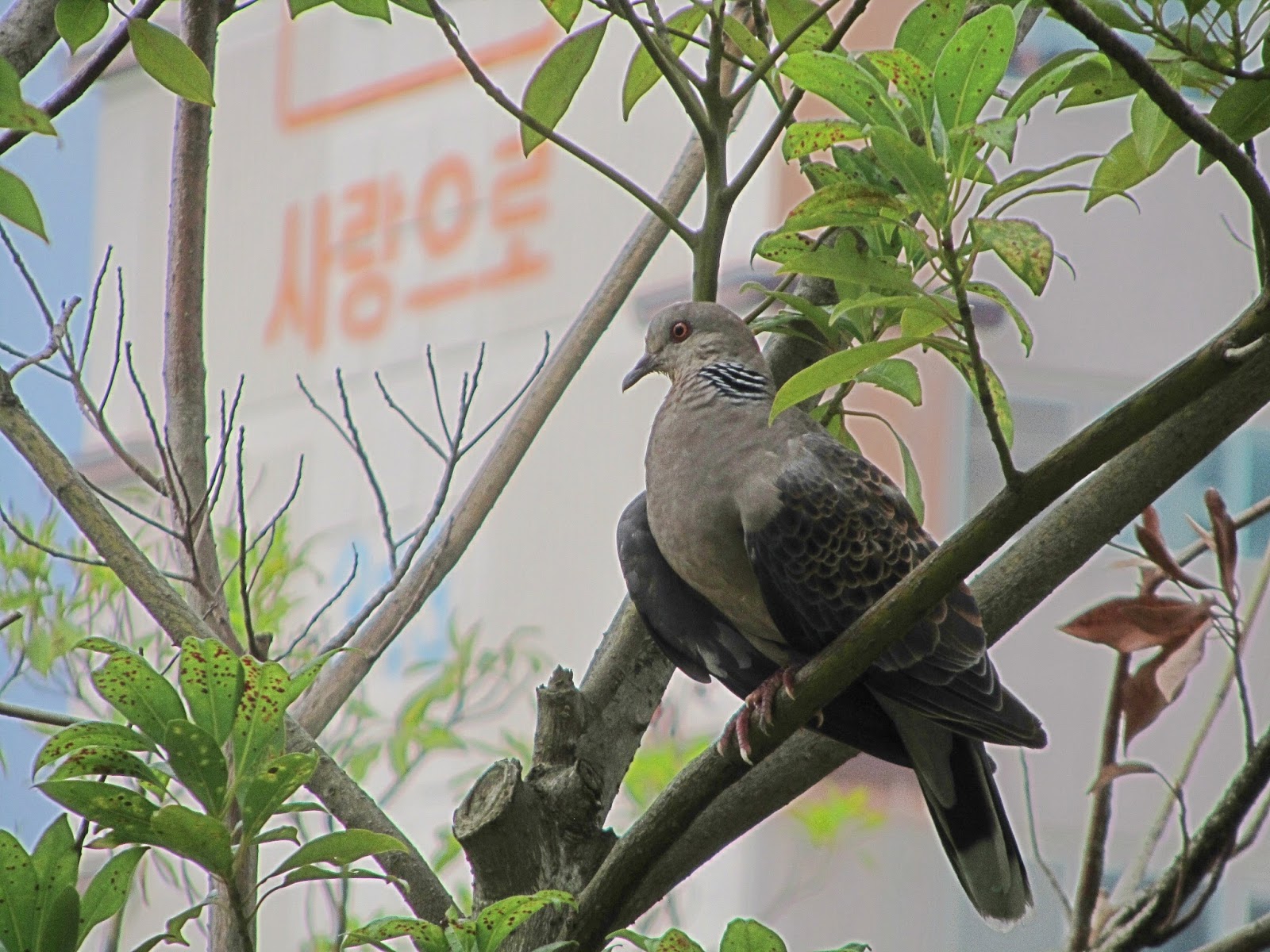 猴先生 我家門前有鳥兒 珠頸斑鳩