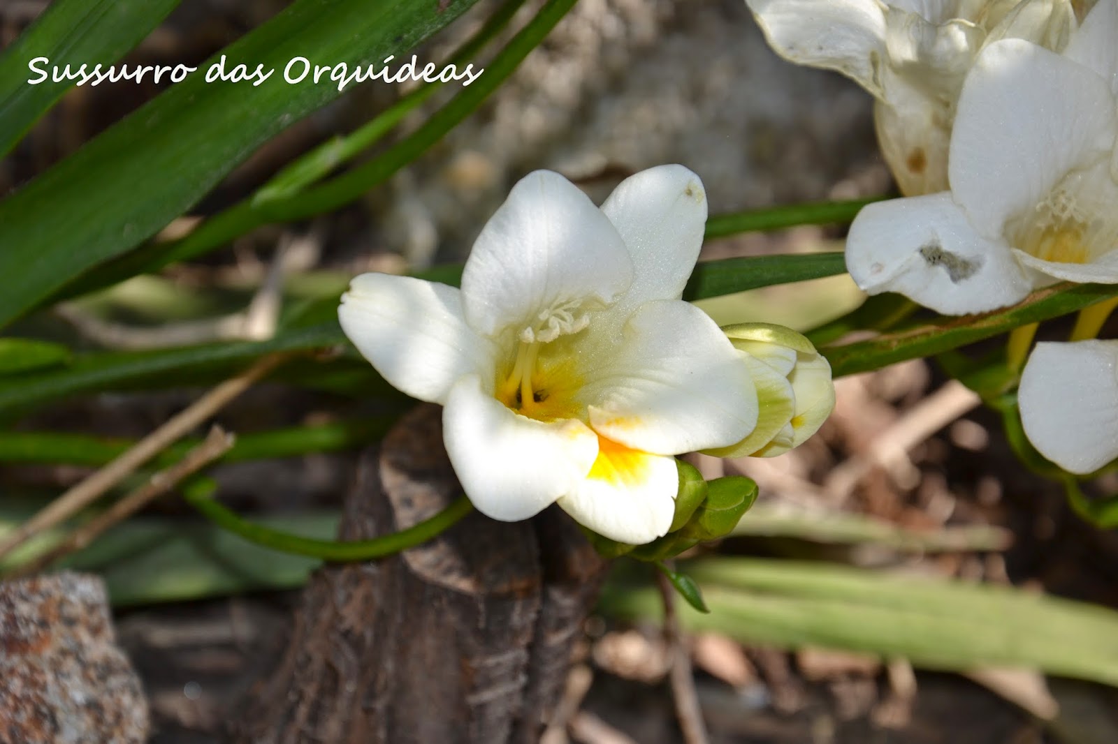 Sussurro das Orquídeas: Tempo das Frésias!