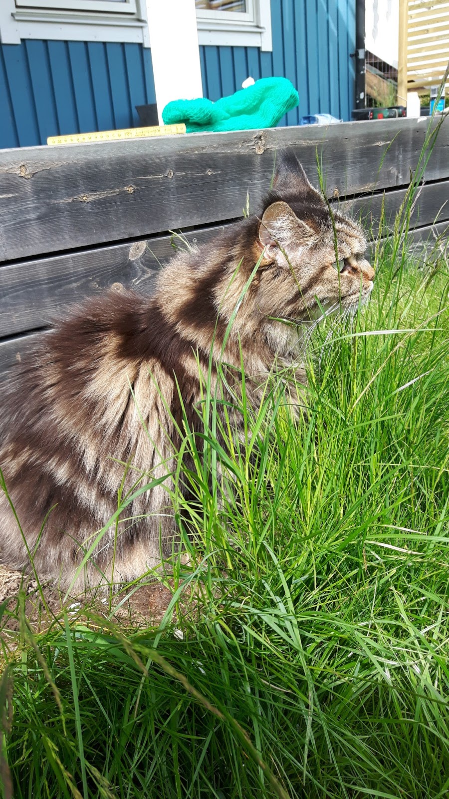 Min dröm om en levande fjärilsträdgård: kattgårdens uppbyggnad och ...