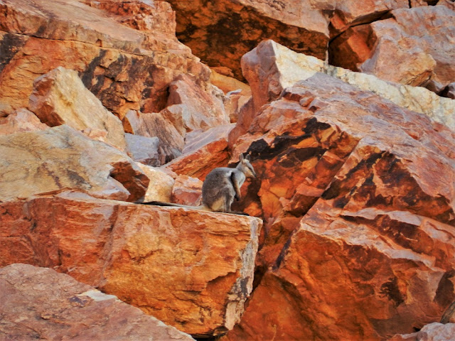 rock wallaby australia