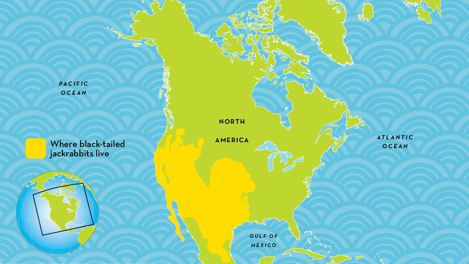 About Animal JackRabbit - Animals Point | DaddyFile