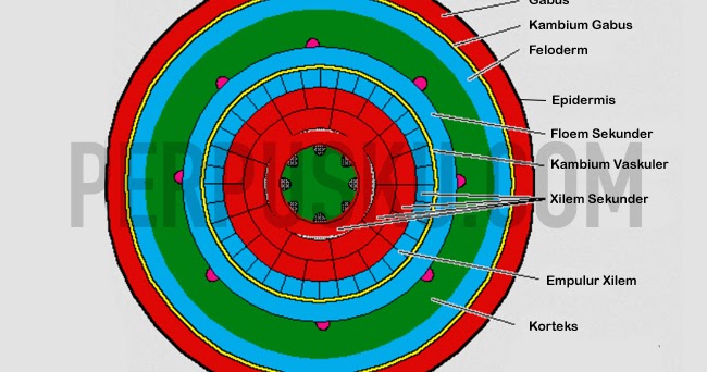 Pengertian Struktur Ciri Ciri Dan Fungsi Jaringan Dewasa Kantong Ilmu