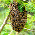 Feeding Honey Bees Sugar Water