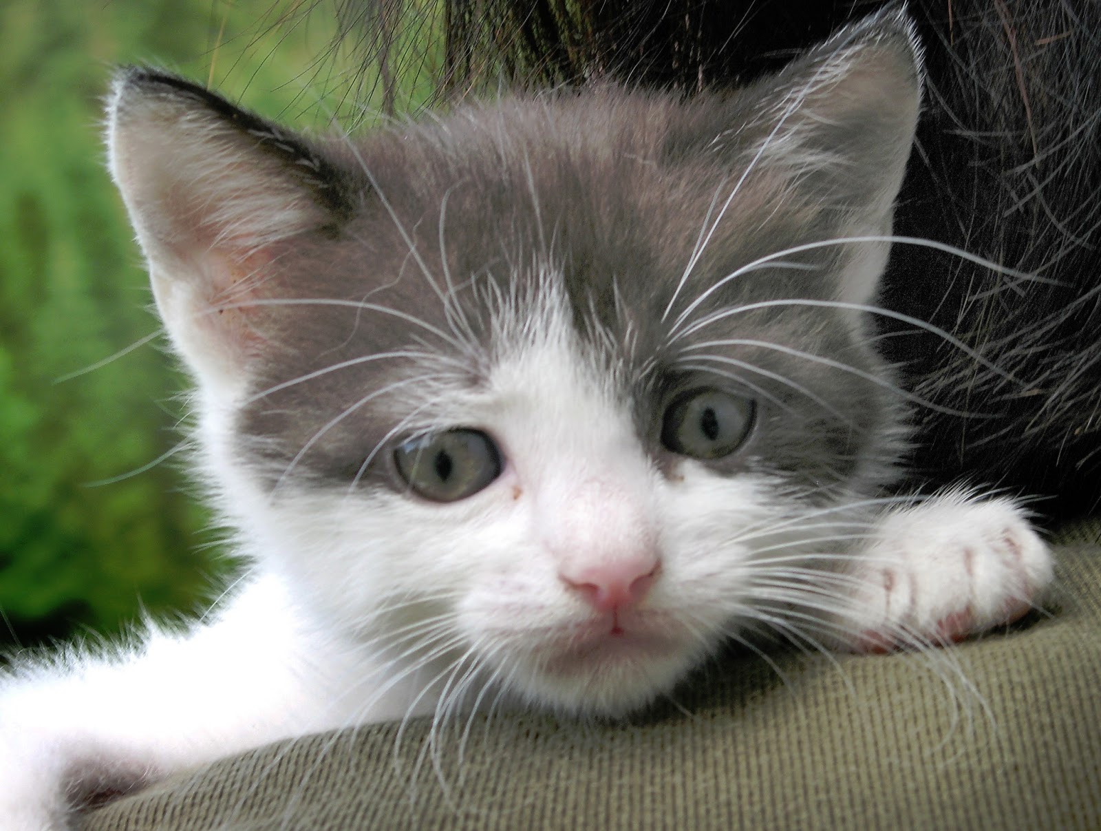 In der Mitte von Österreich ist das Stodertal: Katzenkinder