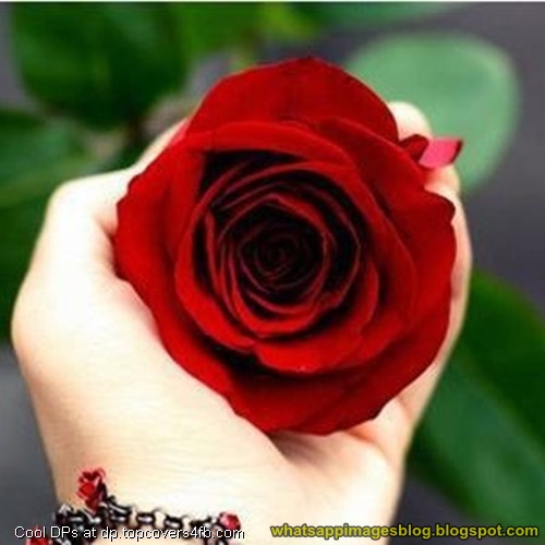 Whatsapp Images Blog Beautiful Whatsapp DP Images Flowers Free Download