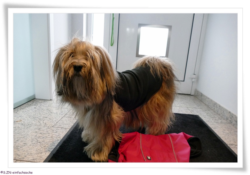 [Hundeblog] Einfach Socke Wieviel Kleidung braucht ein Tibet Terrier?
