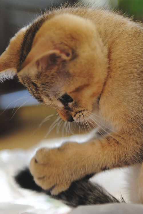 150 gambar kucing lucu dan imut termasuk anggora, persia, dan maine coon 150 gambar kucing lucu dan imut termasuk anggora, persia, dan maine coon