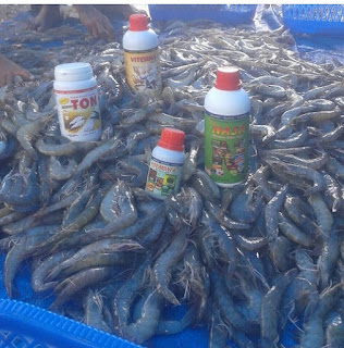 Cara Budidaya Udang Vename Cara Budidaya Udang Vename