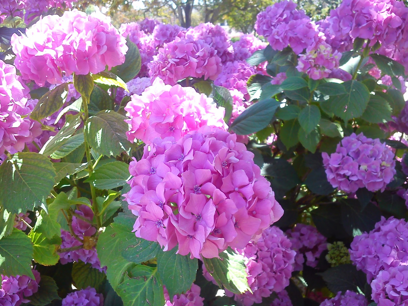 Por la calle de Alcalá: El Tren de la Fresa ( Madrid - Aranjuez )