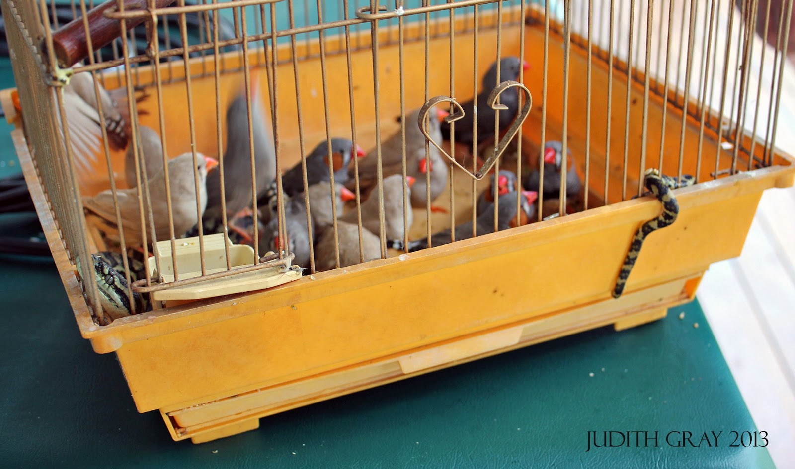 Zebra Finch Bird Cage