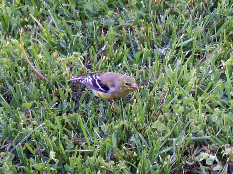 Poppular Photography: American Goldfinch