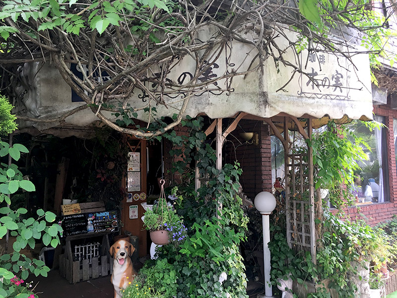 千葉県流山市にある木々に囲まれた純喫茶『木の実』の外観