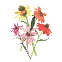 watercolor botanical paintings coneflowers painting echinacea colorful coneflower flowers floral strawberry giant watercolour mygiantstrawberry artists butera slowest done ve anne