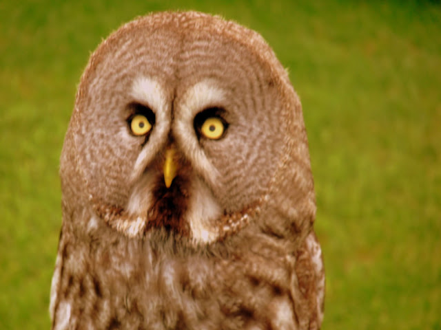 face of an owl